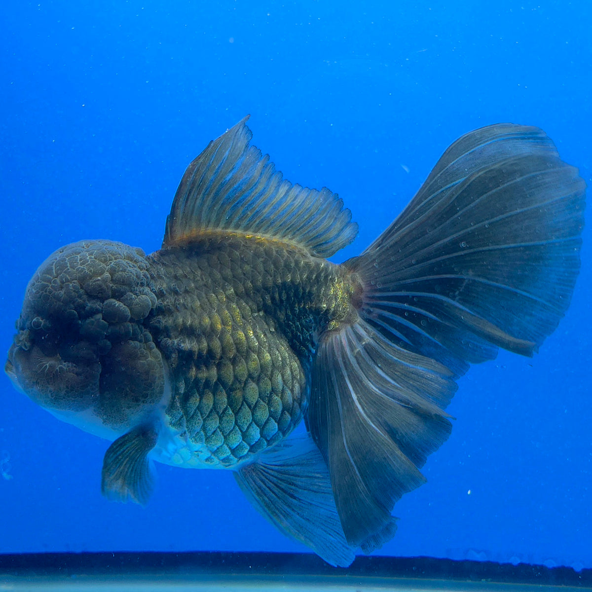 Thai Oranda Jumbo AA Grade Black 4.50 inch Body Female(FEB-849)R2A16