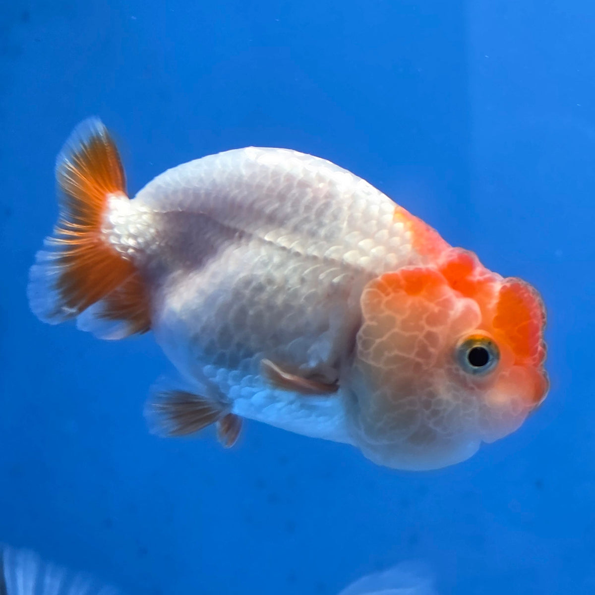Thai Ranchu Red and White 2.50 inch Body Female (G-FEB-101)R2B11