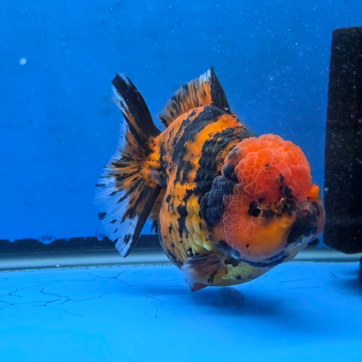 Thai Oranda Red Tiger Godzilla 5 inch Orchid Tail Body Female (G-FEB-108)BlueTubB