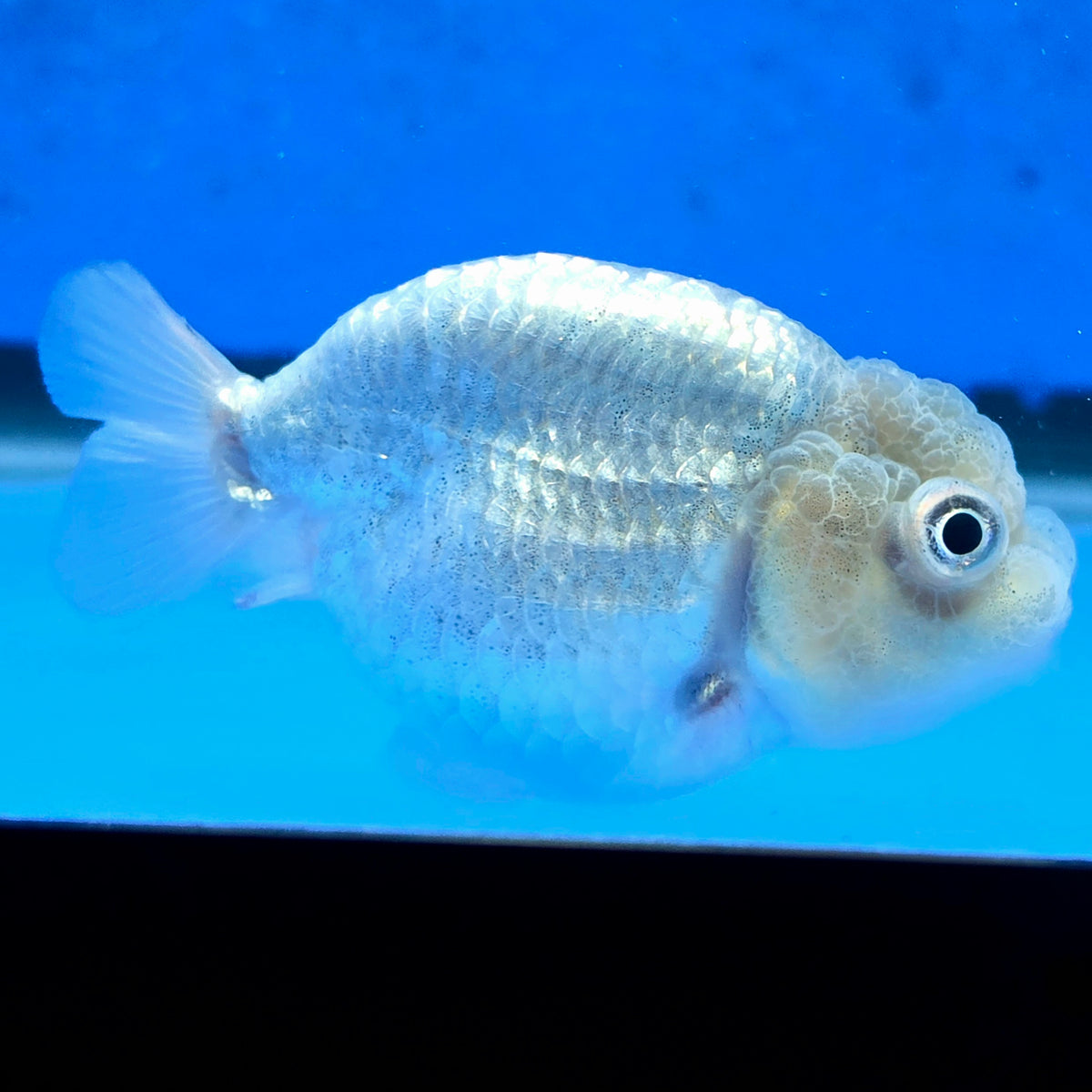 Thai Ranchu Silver 2.30" Body Female (FEB-874)R2B06