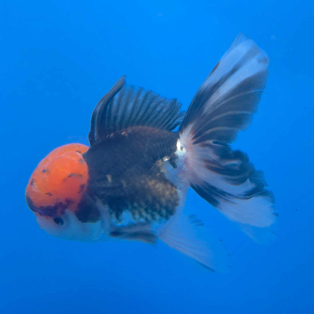 Thai Oranda Red Cap Panda 3.5" Body Male (FEB-756)R2B07