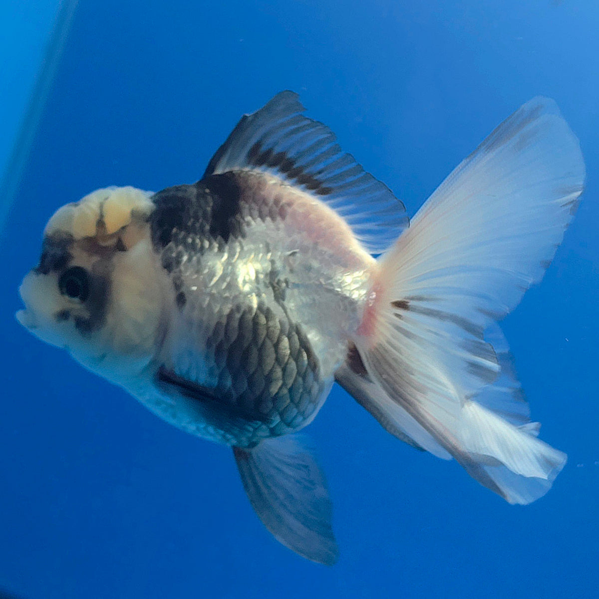 Thai Oranda Lemonhead Panda 3.00" Body Female (FEB-799)R1B03