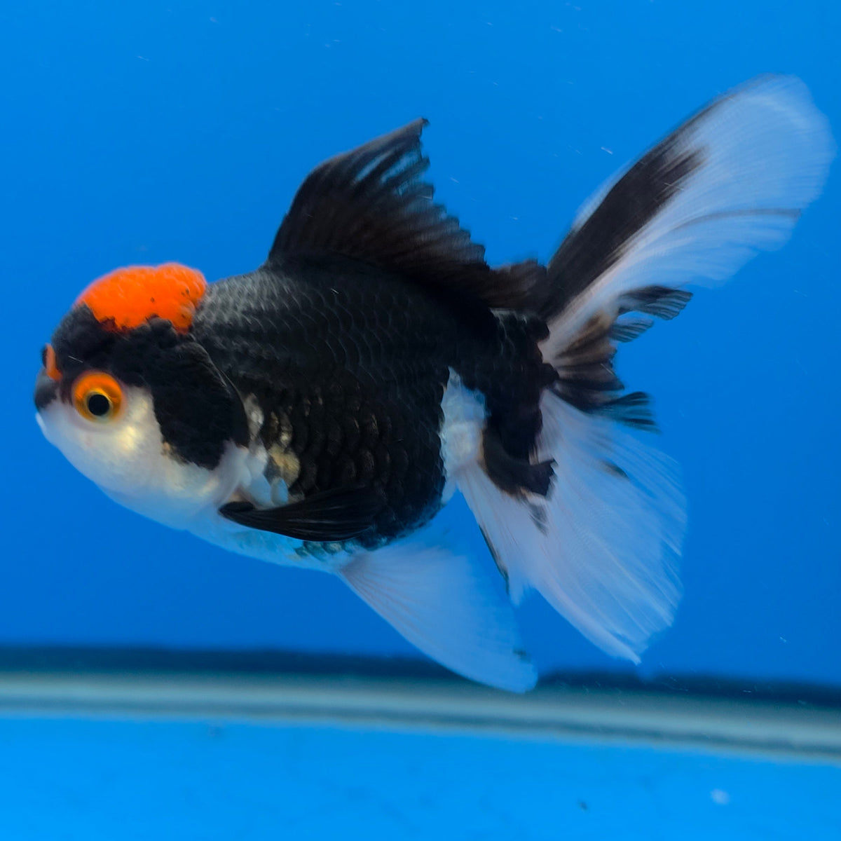 Thai Oranda Panda 3.00" Body Female (FEB-769)R2B07