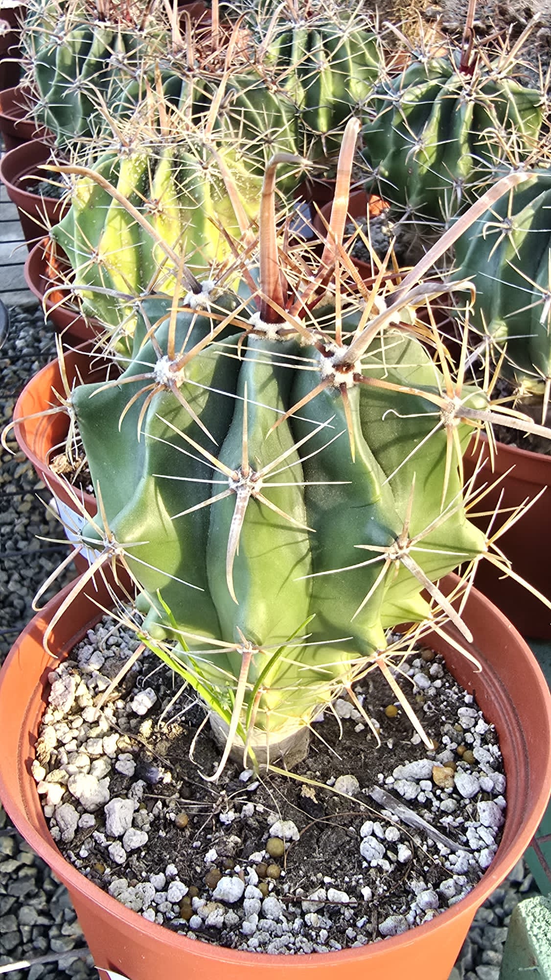 Ferocactus emoryi Cactus in 6 inch pot