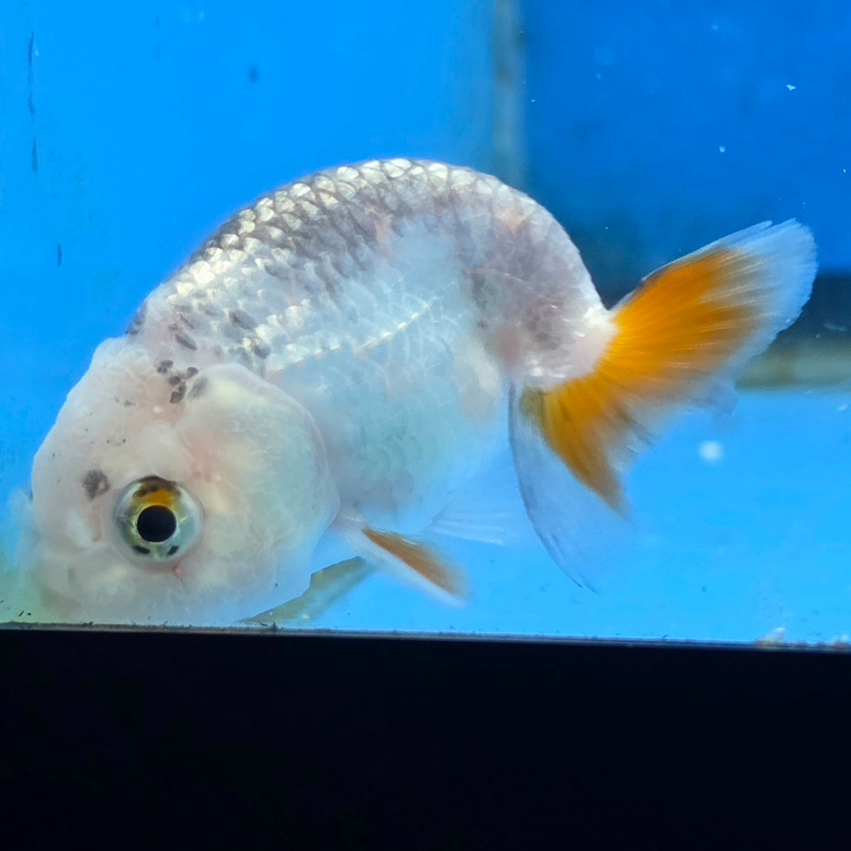 Thai Ranchu Red and White 2.00" Body Female (FEB-866)R2B02