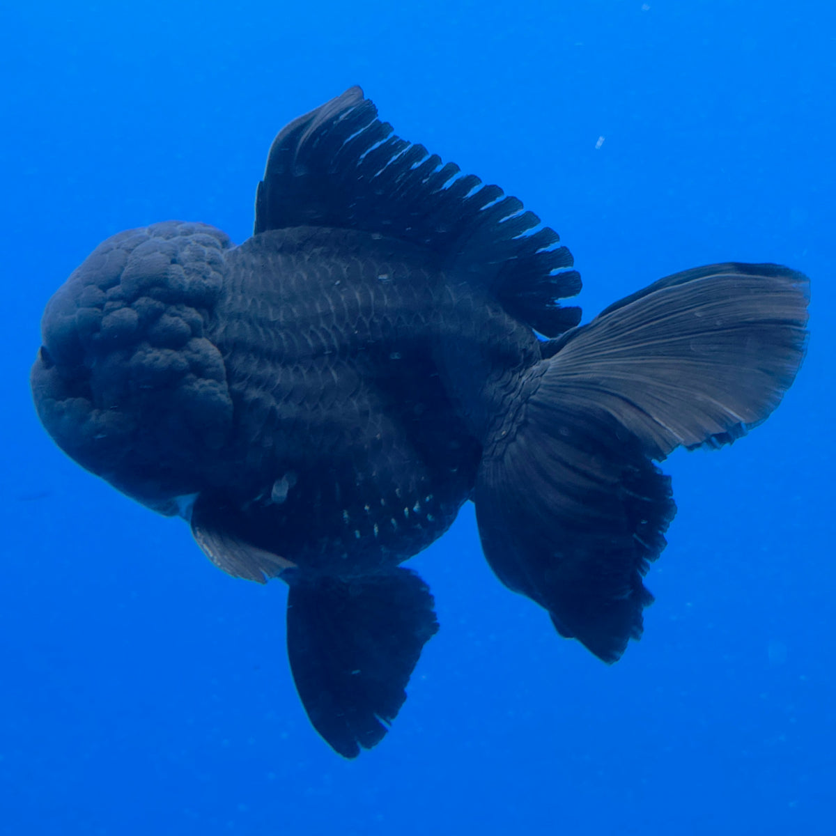 Thai Oranda Super Black 3.5" Body Male (FEB-850)R2A10