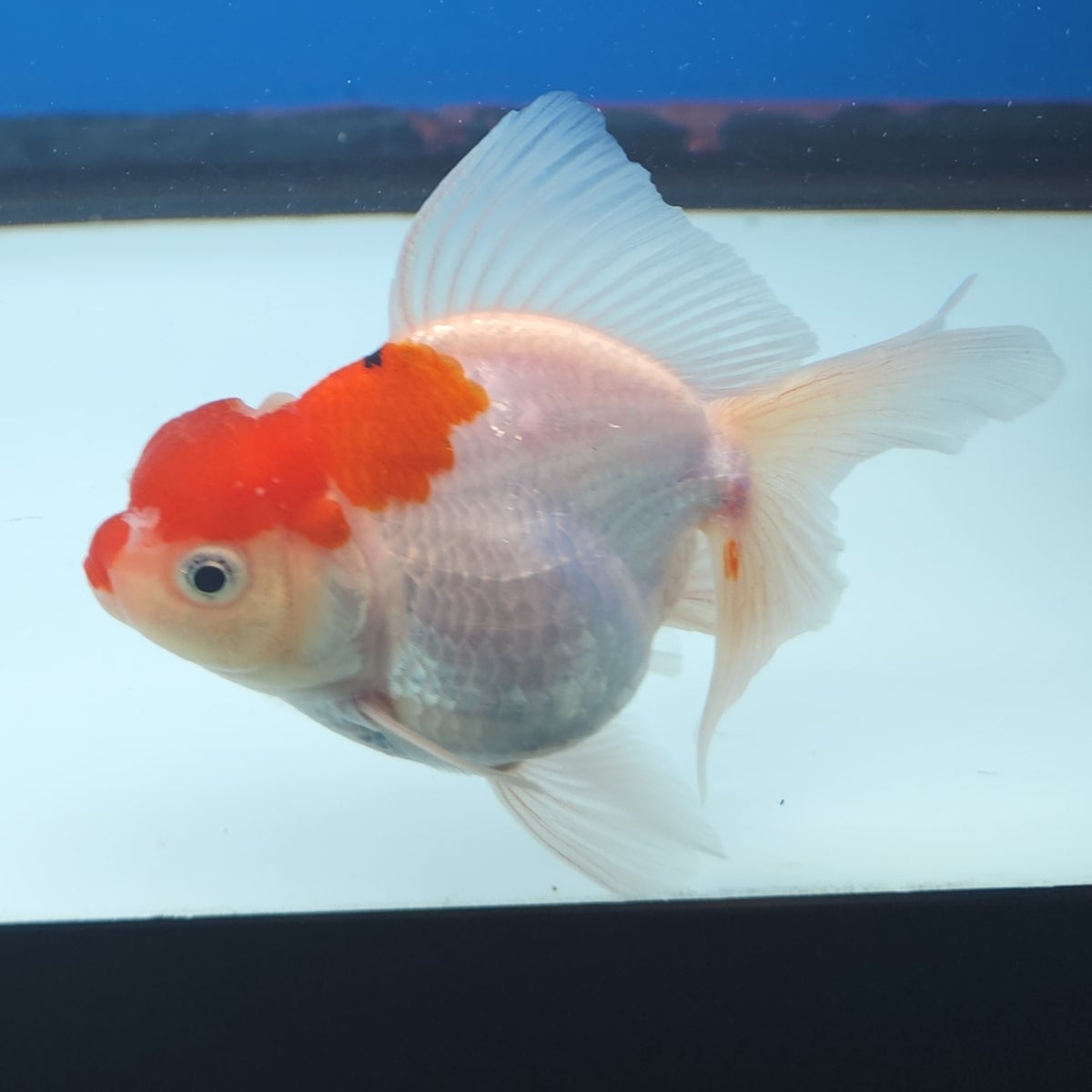 Thai Oranda Red Cap 3” Female (FEB-252)R3A04
