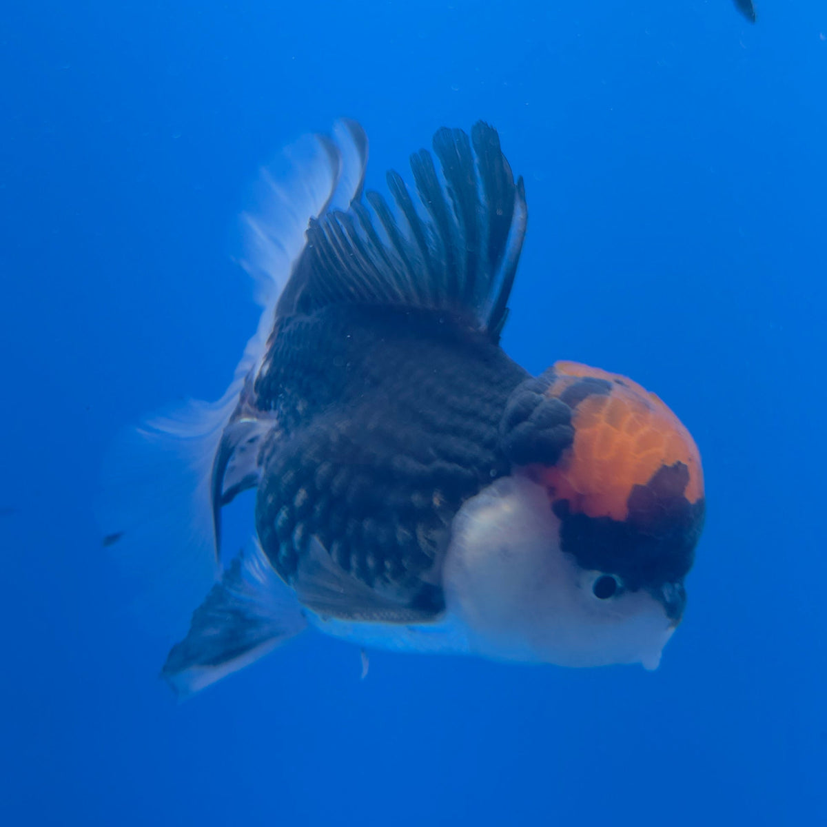 Thai Oranda Red Cap Panda 3.5" Body Male (FEB-751)R2B07