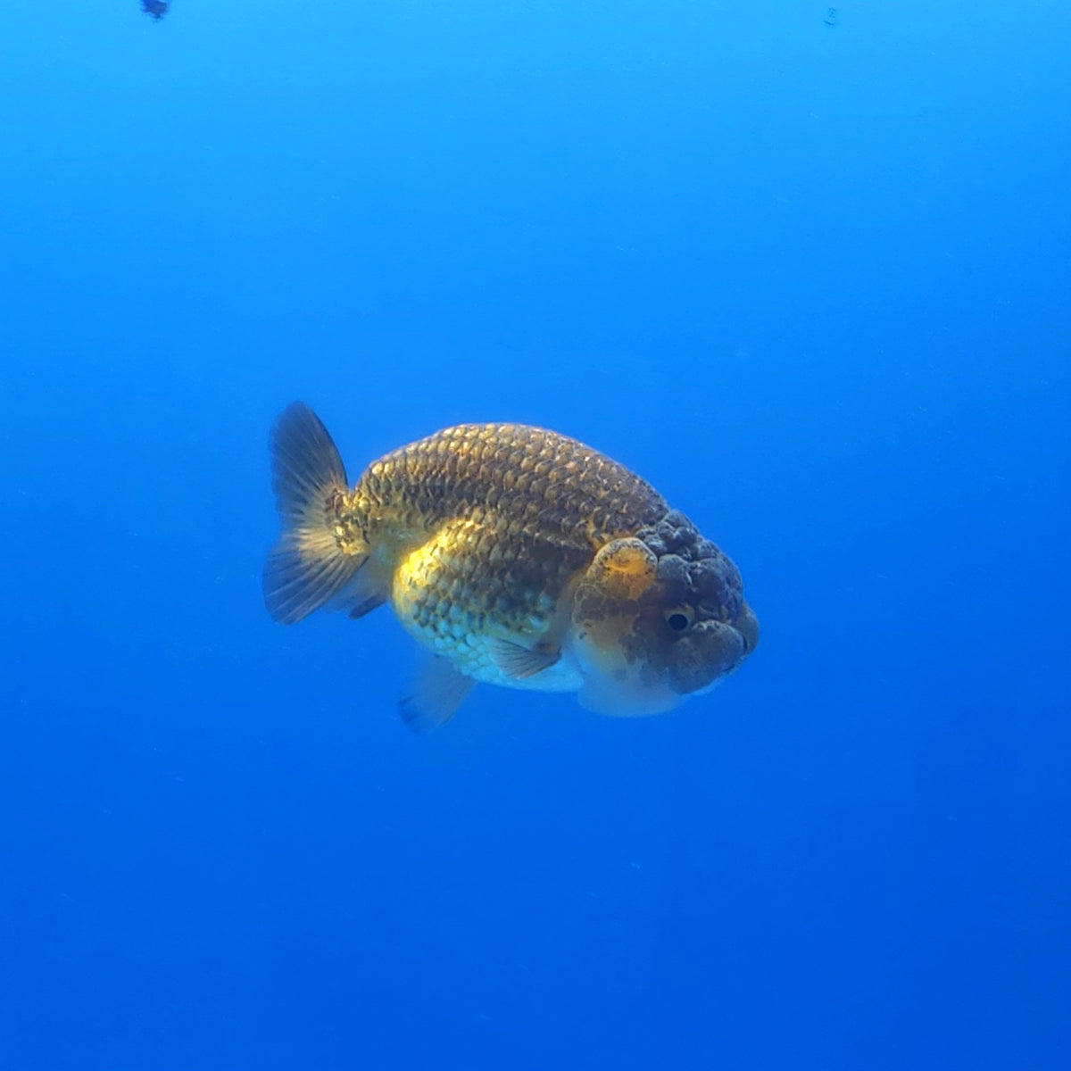 Thai Ranchu Copper 3” Body Female(FEB-360)SHOWTANKB✅