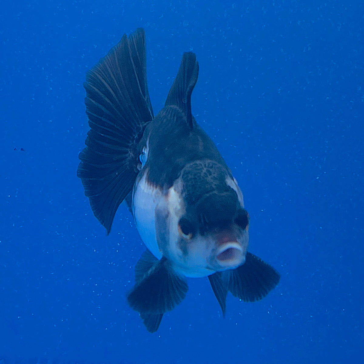 Thai Oranda Panda 3.00" Body Male (FEB-790)R1B03