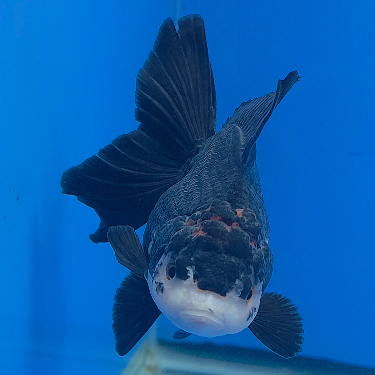 Thai Oranda Red Cap Panda 3.00" Body Female (FEB-797)R1B03