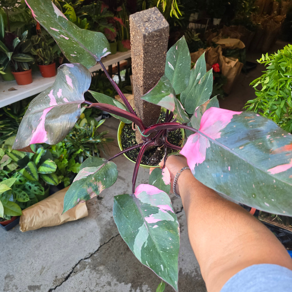 6 inch pot - Pink Princess Philodendron Live Plant indoor - Get similar big plant