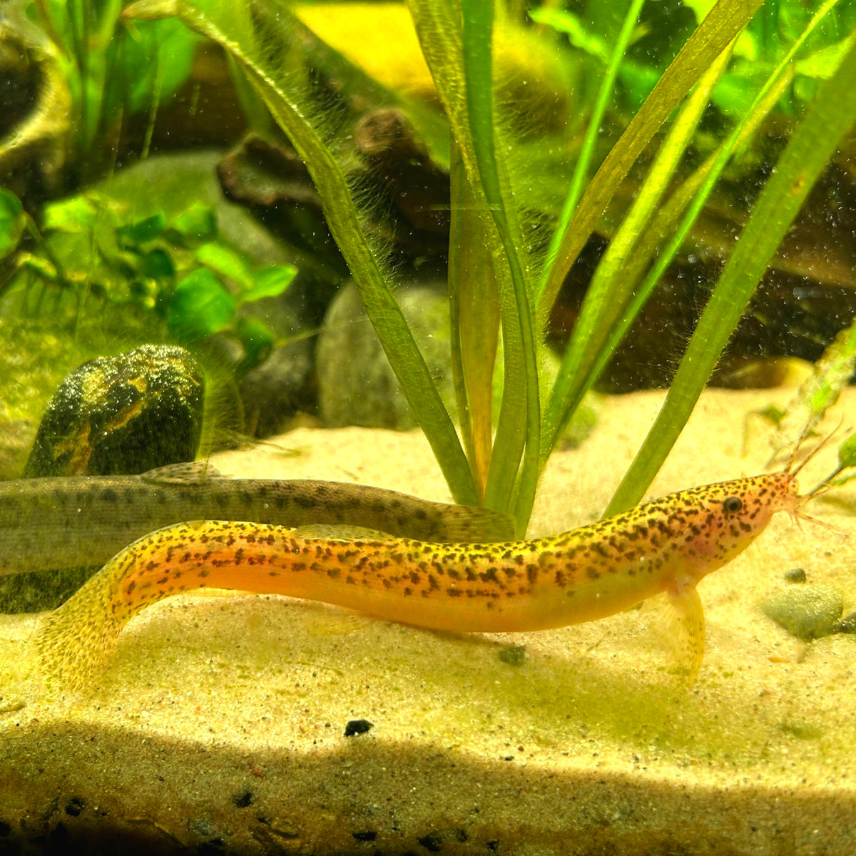 RARE Gold Leopard Dojo Loach (Misgurnus anguillicaudatus) 4.00-6.00 INCH