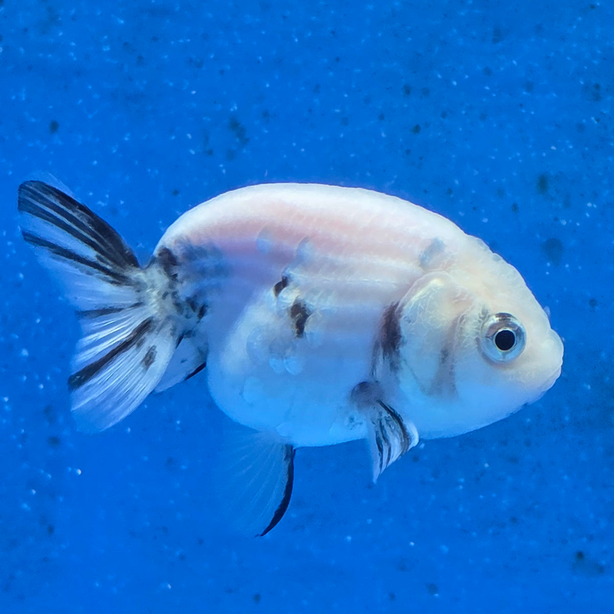 Thai Ranchu White Tiger 2.00" Body Female (FEB-870)R2B02