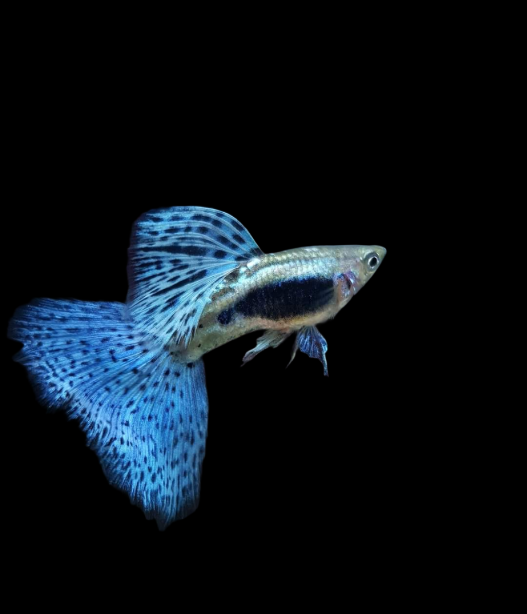 Live Fancy Guppy Fish Premium Quality Blue Grass High Dorsal (CGP-024)