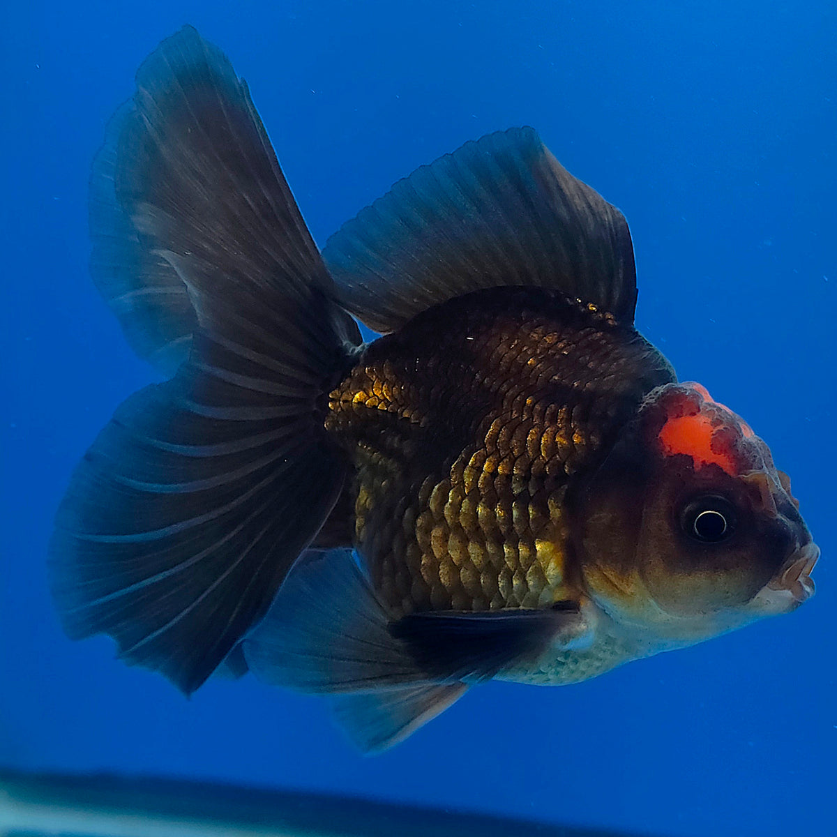 Thai Oranda Apache 3.00" Body Male (FEB-787)R1B03