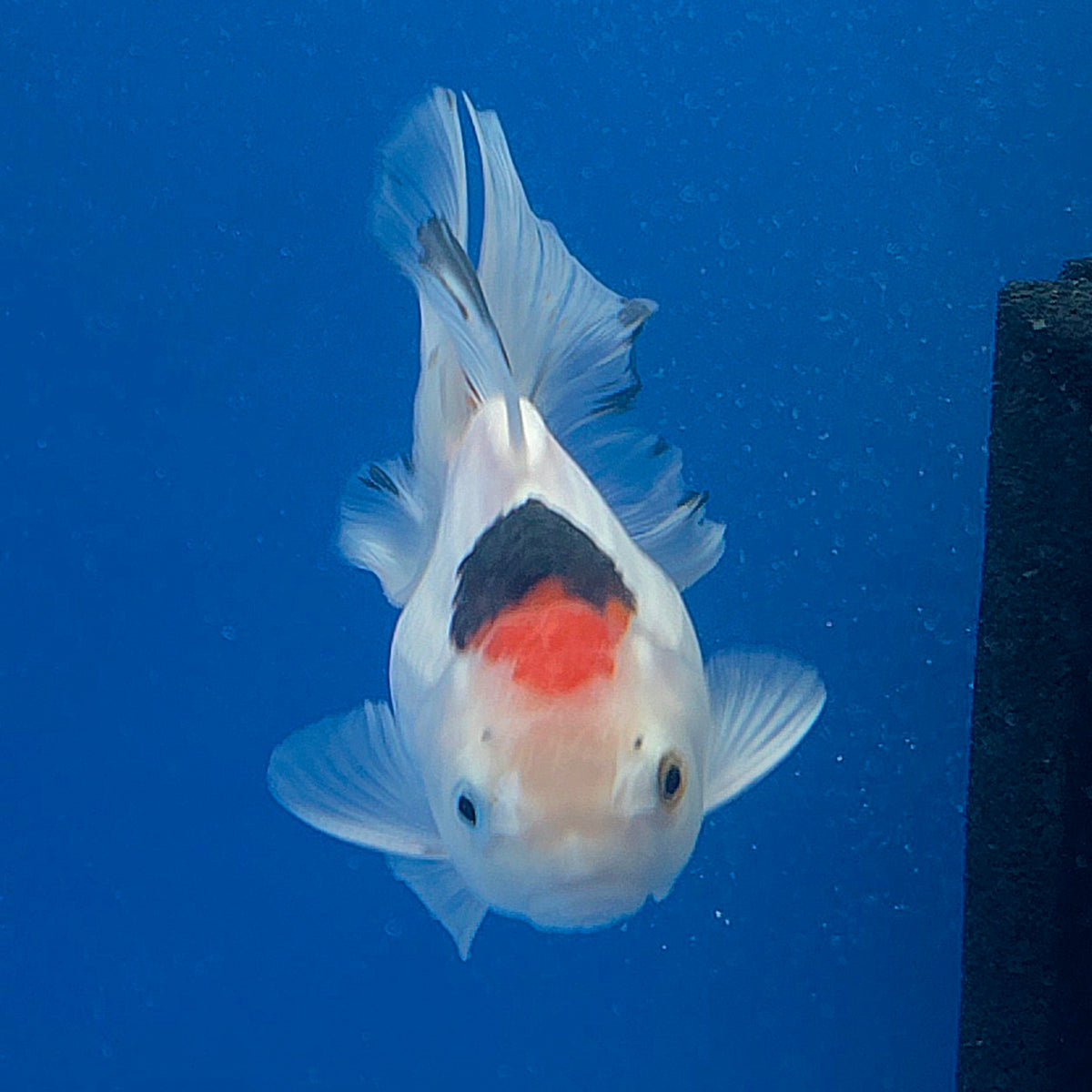 Thai Oranda Lemonhead Tri-Color/Panda 3.00" Body Female (FEB-800)R1B03