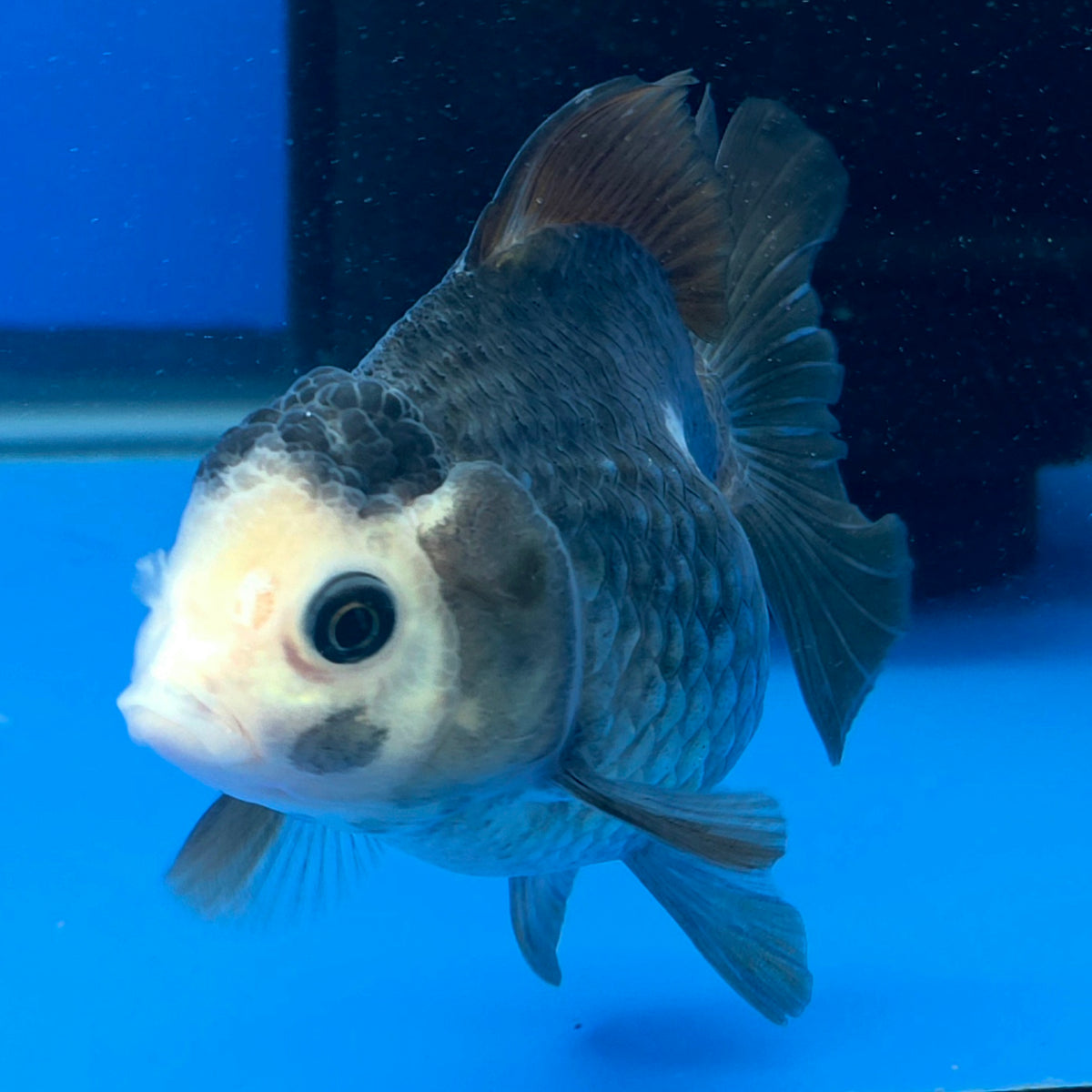 Thai Oranda Lemonhead Panda 3.25” Female(FEB-891)R2B11
