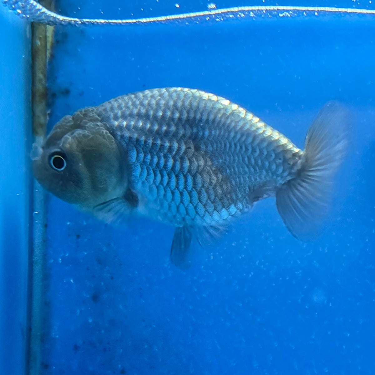 Thai Ranchu Silver 2.50" Body Female (FEB-869)R2B02