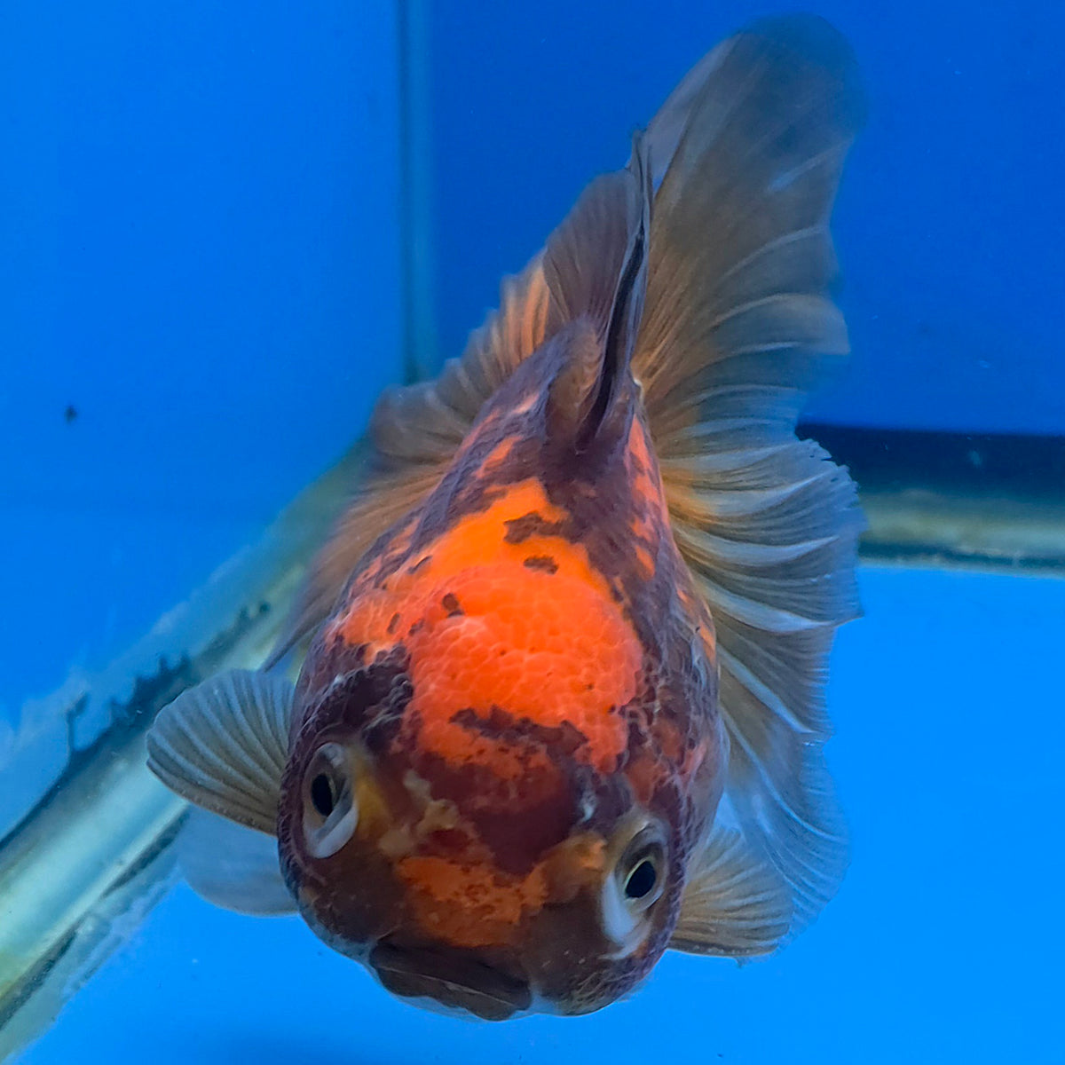 Thai Oranda Apache 3.5" Body Female (FEB-895)R2A09