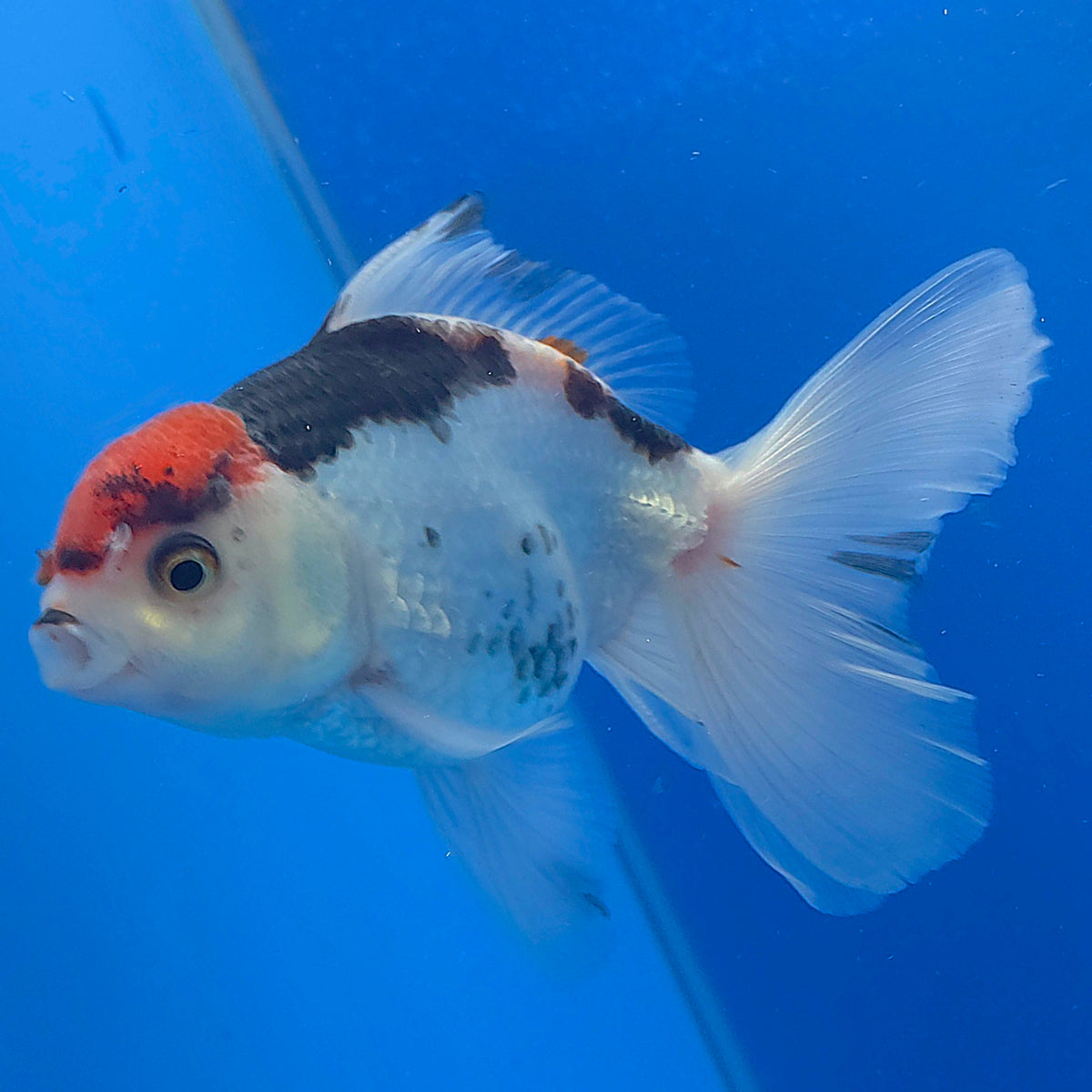 Thai Oranda Red Cap Panda 3.00" Body Female (FEB-785)R1B03