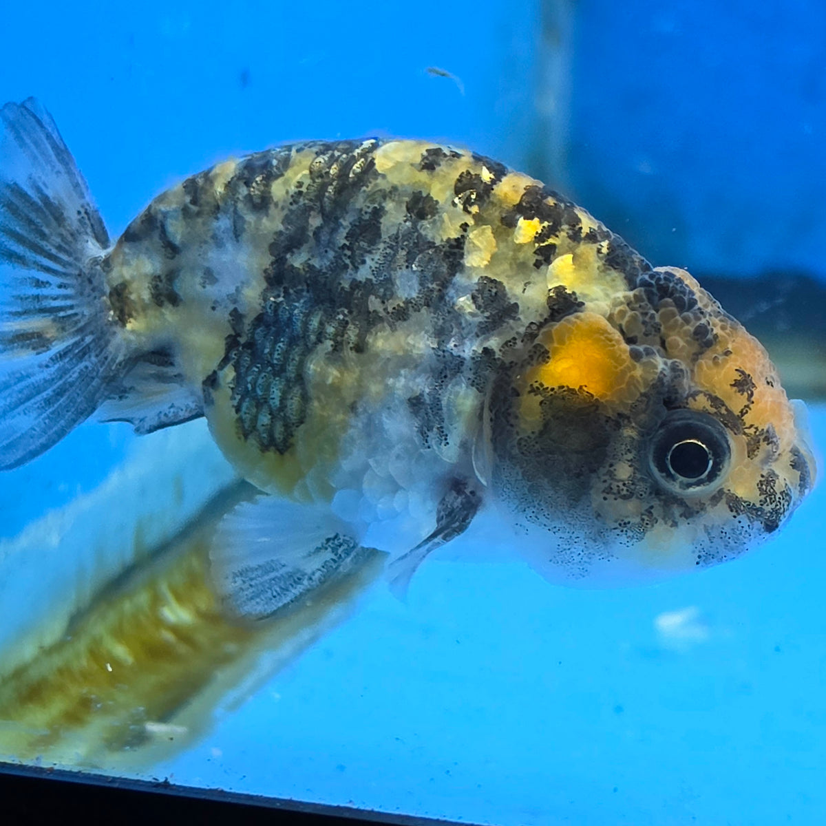 Thai Ranchu Tiger 2.50" Body Female (FEB-867)R2B02