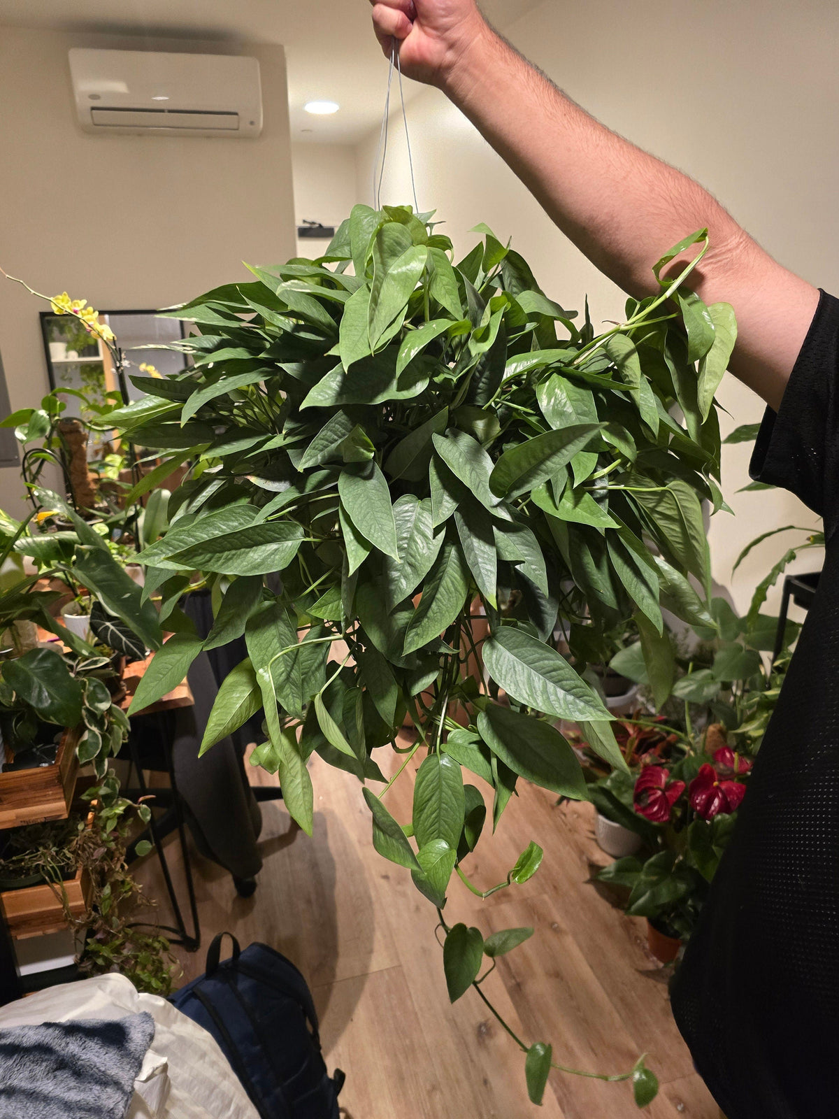 6 inch Pot XL Cebu Blue Pothos (Epipremnum Pinnatum) - Big like the picture! easy care, low light , Get similar to picture - 🪴 Voelk Art & Plants Inc 🪴