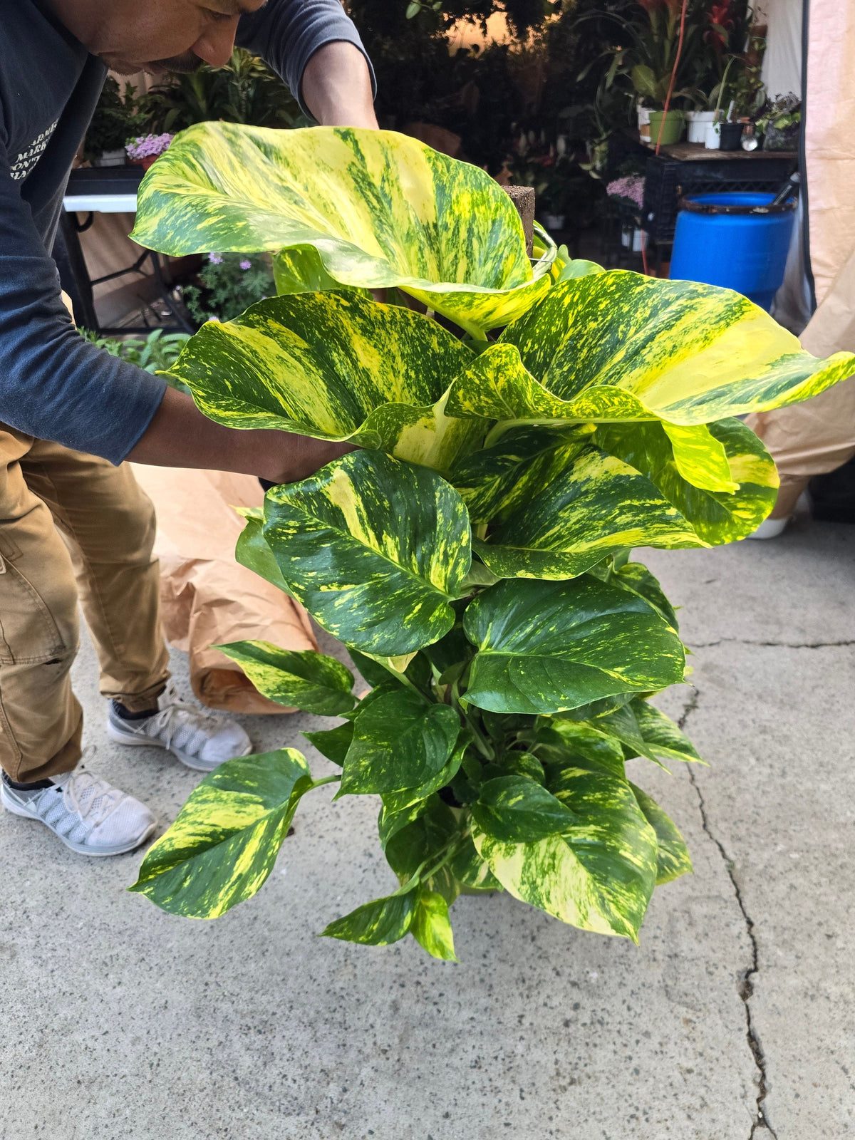 10 Inch Pot - 3.5 ft tall With Pole Giant Hawaiian Pothos plant, Get them just like the picture! , in USA - 🪴 Voelk Art & Plants Inc 🪴