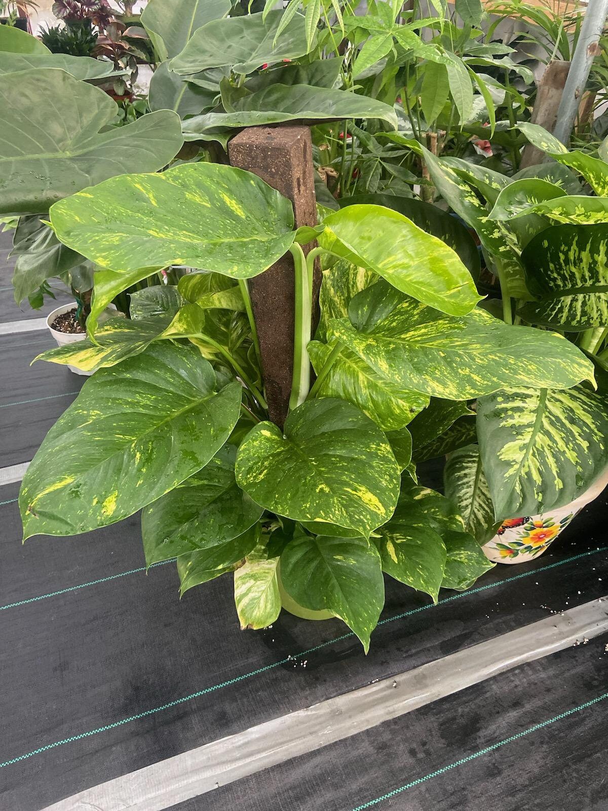 10 Inch Pot - 3.5 ft tall With Pole Giant Hawaiian Pothos plant, Get them just like the picture! , in USA - 🪴 Voelk Art & Plants Inc 🪴