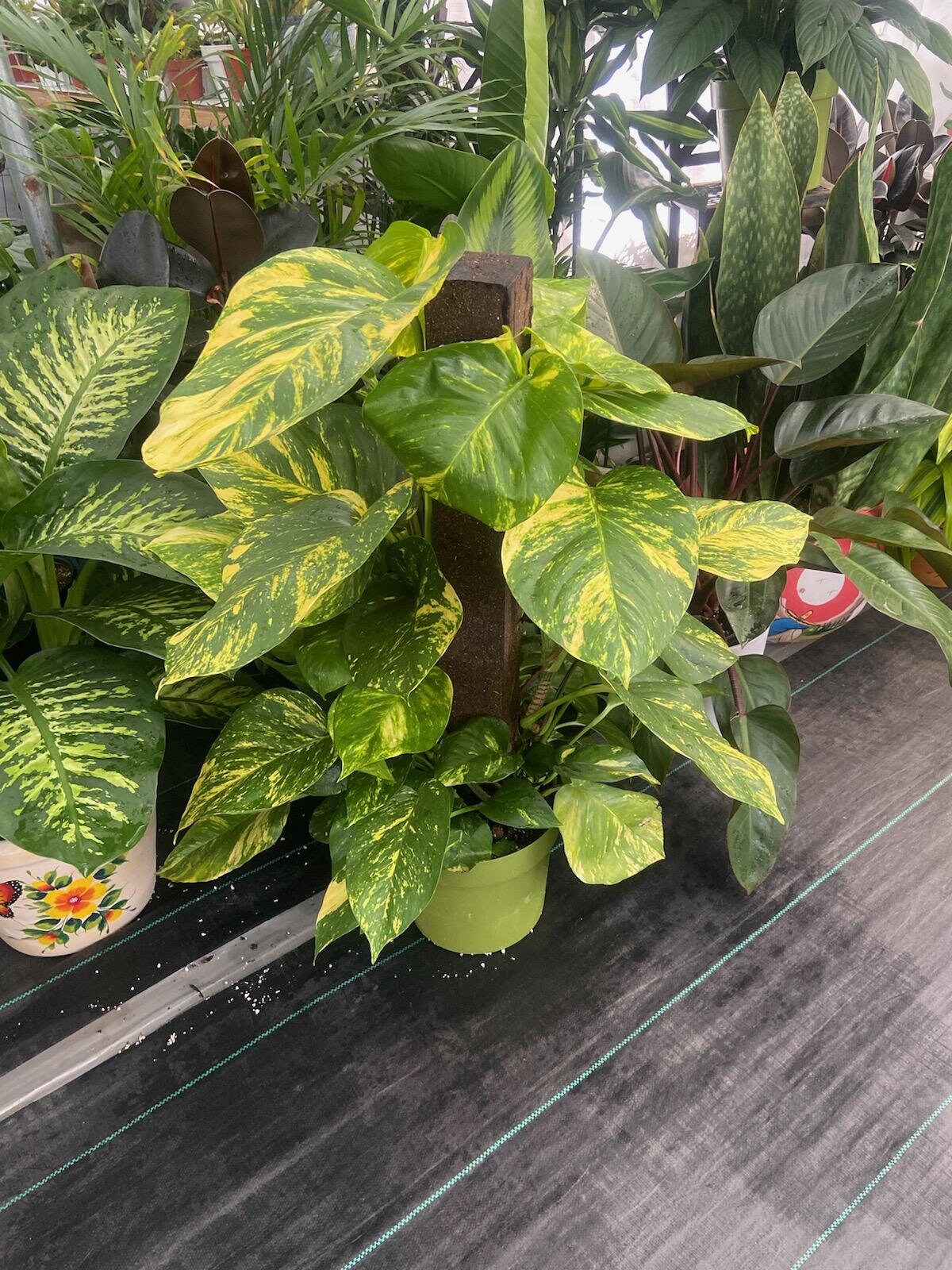 10 Inch Pot - 3.5 ft tall With Pole Giant Hawaiian Pothos plant, Get them just like the picture! , in USA - 🪴 Voelk Art & Plants Inc 🪴
