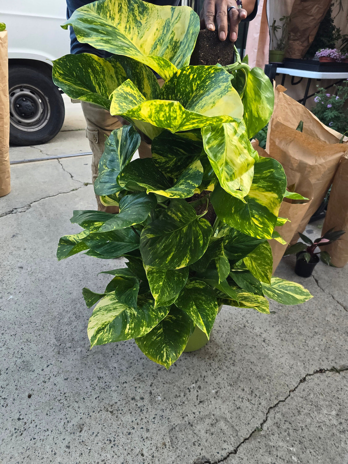 10 Inch Pot - 3.5 ft tall With Pole Giant Hawaiian Pothos plant, Get them just like the picture! , in USA - 🪴 Voelk Art & Plants Inc 🪴