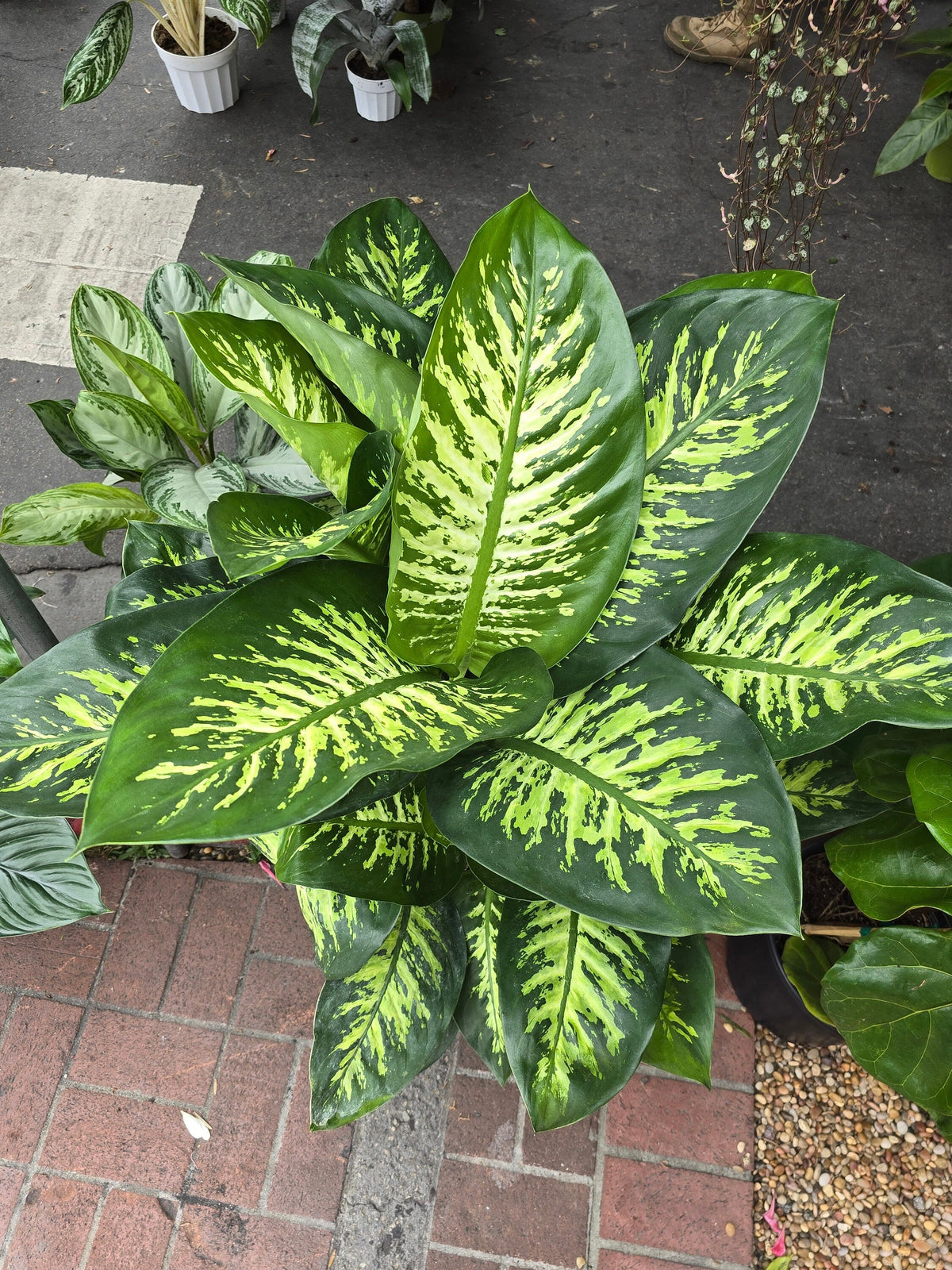 10 Inch Pot- Giant XL 3.5-4 ft. tall Dieffenbachia Dumb Cane Indoor Plant Air Purifier Beautiful decor - Get similar to the picfure - 🪴 Voelk Art & Plants Inc 🪴