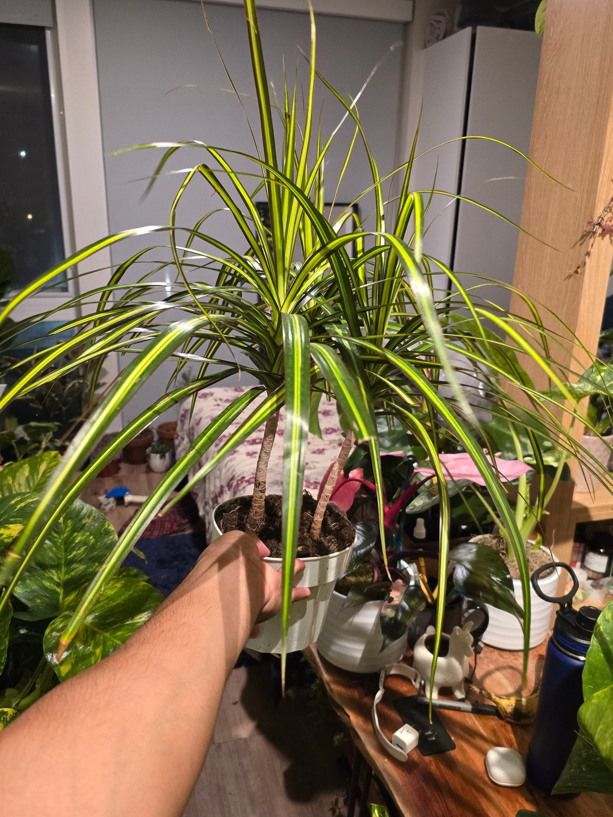6 inch Pot - 15 inch tall, Dracaena Marginata Magenta Madagascar Dragon Tree, Live Indoor Plant, Easy Care, get similar to picture - 🪴 Voelk Art & Plants Inc 🪴