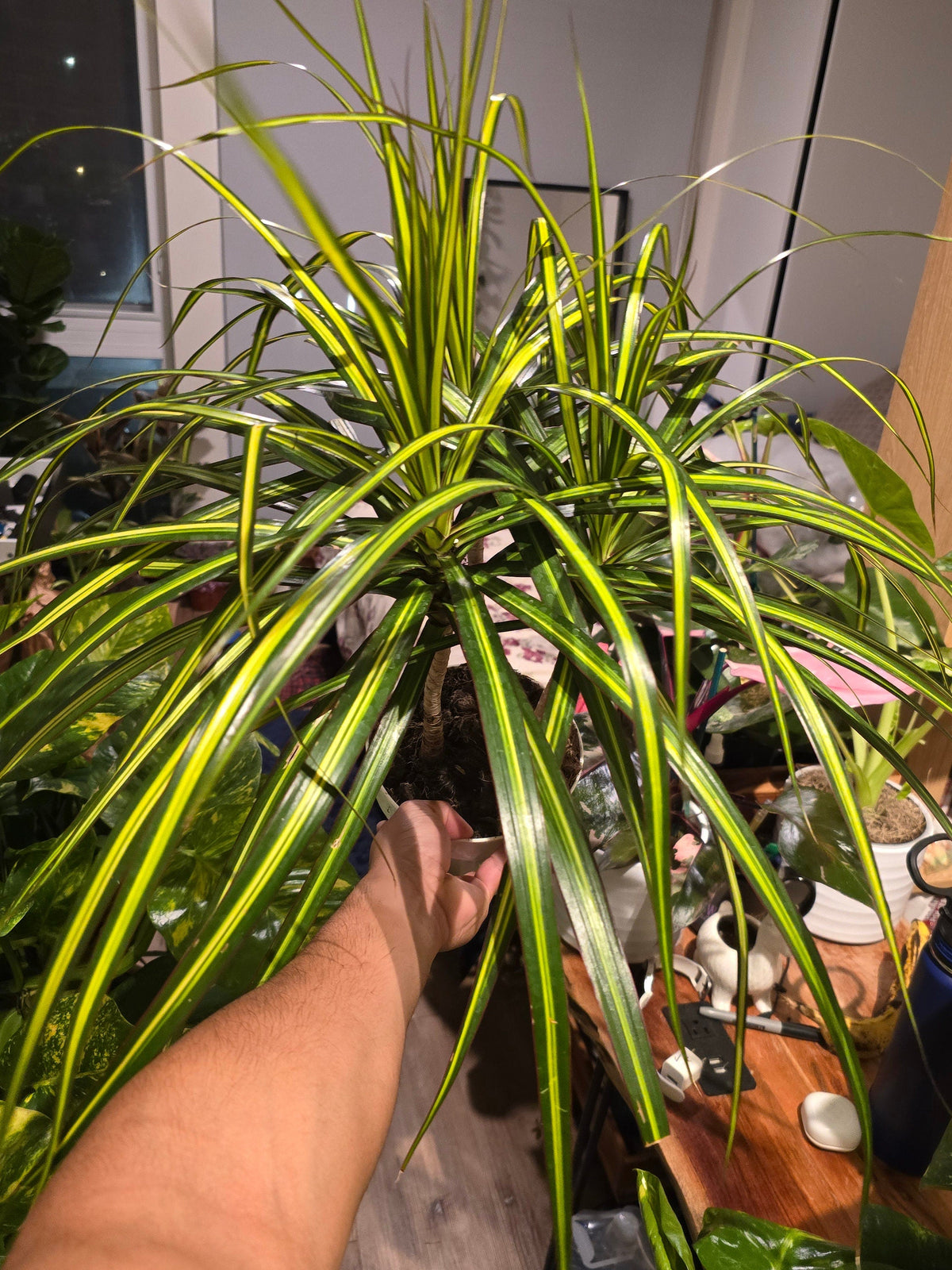 6 inch Pot - 15 inch tall, Dracaena Marginata Magenta Madagascar Dragon Tree, Live Indoor Plant, Easy Care, get similar to picture - 🪴 Voelk Art & Plants Inc 🪴