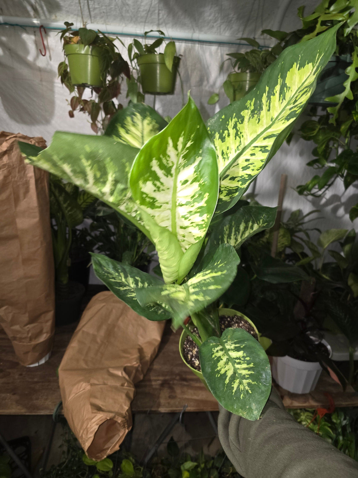 6 inch Pot- Big 2 ft. tall Dieffenbachia Dumb Cane Indoor Plant easy care air Purifier- Get similar to picture! - 🪴 Voelk Art & Plants Inc 🪴
