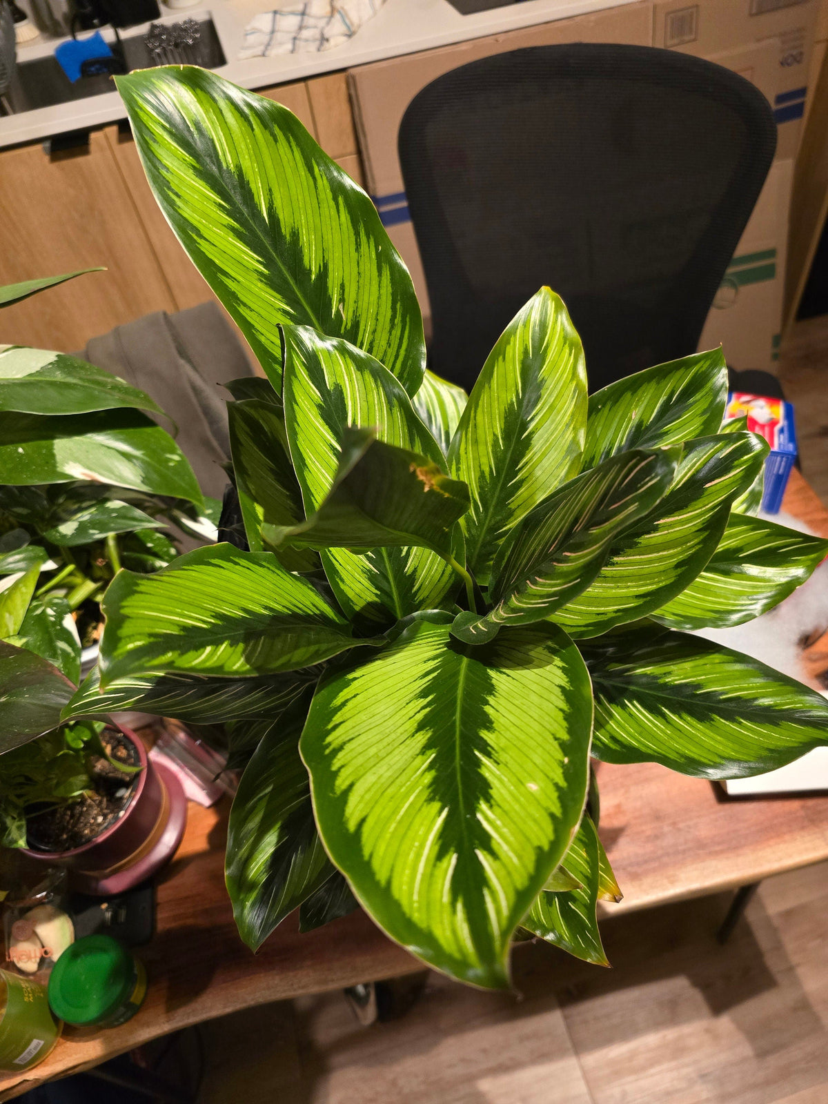 6 inch Pot - Calathea Beauty Star Air Purifier Beautiful green plant - get similar to picture - 🪴 Voelk Art & Plants Inc 🪴