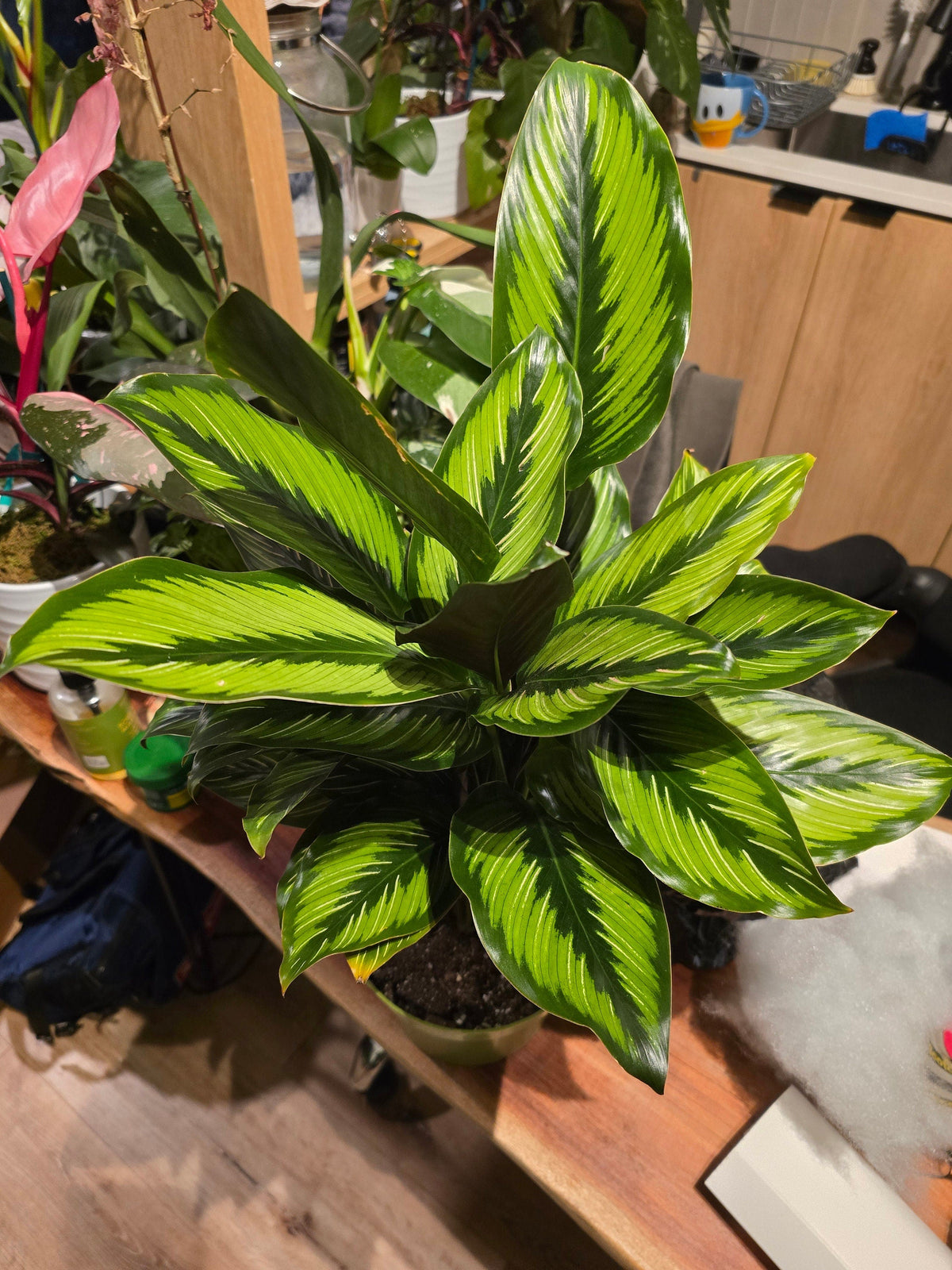 6 inch Pot - Calathea Beauty Star Air Purifier Beautiful green plant - get similar to picture - 🪴 Voelk Art & Plants Inc 🪴