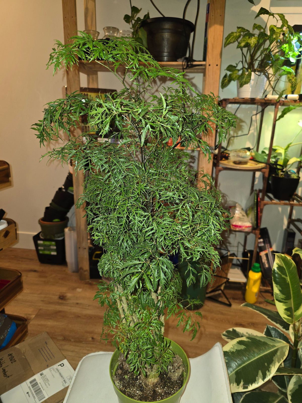 6 inch Pot - Dwarf Ming Aralia Tree, Mini Bonsai, 6-Inch Pot, Live Houseplant Perfect for Home & Garden- Get similar to picture - 🪴 Voelk Art & Plants Inc 🪴