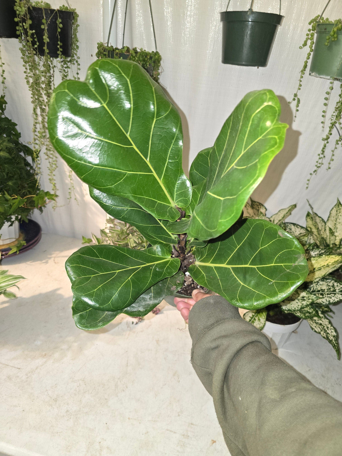 6 inch Pot - Fiddle Leaf Fig Ficus Lyrata Live Houseplant - Get similar to the picture! - 🪴 Voelk Art & Plants Inc 🪴