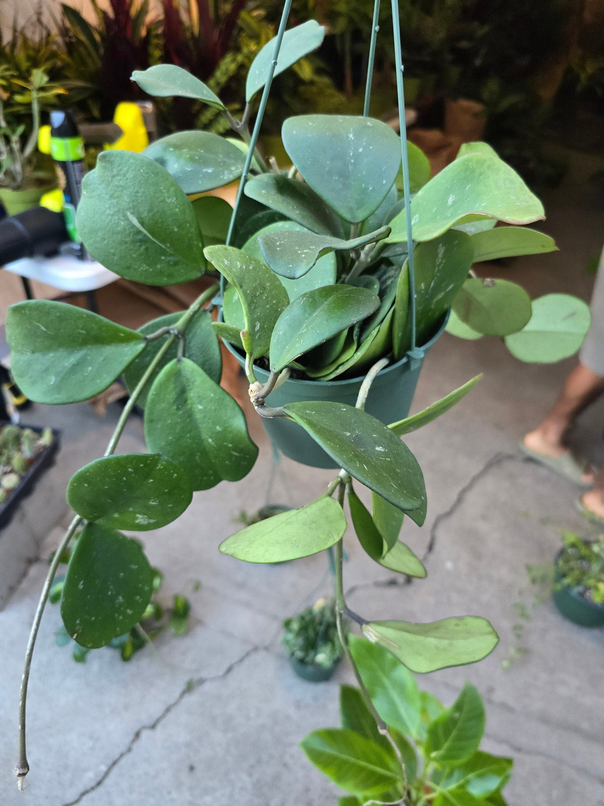 6 inch Pot- Hoya Abovada Easy Care low water - Get similar to picture - 🪴 Voelk Art & Plants Inc 🪴