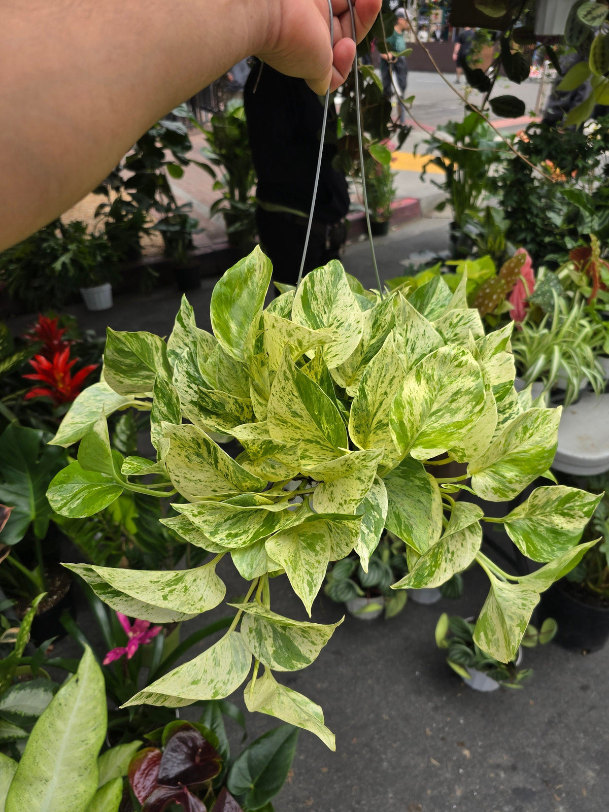 6 inch Pot - Live snow Queen Pothos, Variegated Plant, Office Gift, Gardener Gift, Plant Lover Gift, Live Decoration - Get similar as picture - 🪴 Voelk Art & Plants Inc 🪴