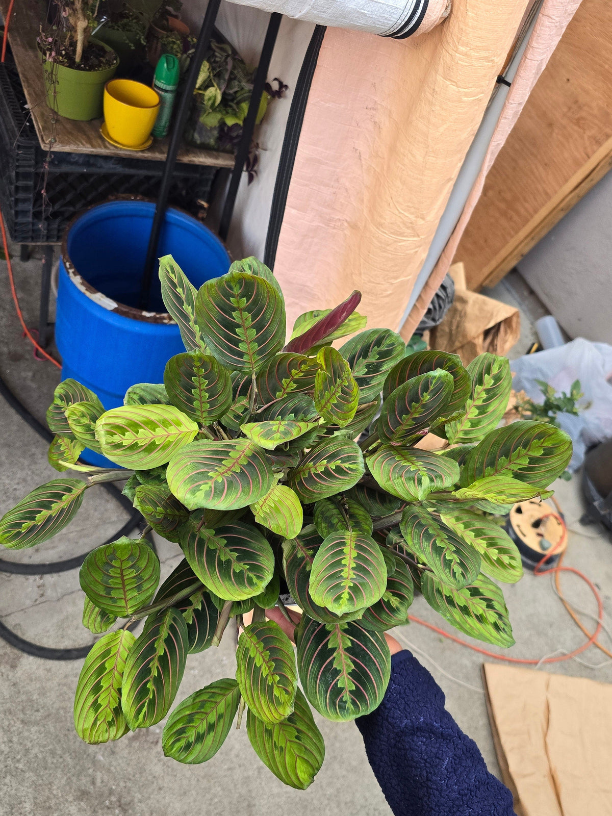 6 inch Pot - Red Prayer Plant, Red Marantha, Popular and Attractive houseplant - Get similar to the picture - 🪴 Voelk Art & Plants Inc 🪴