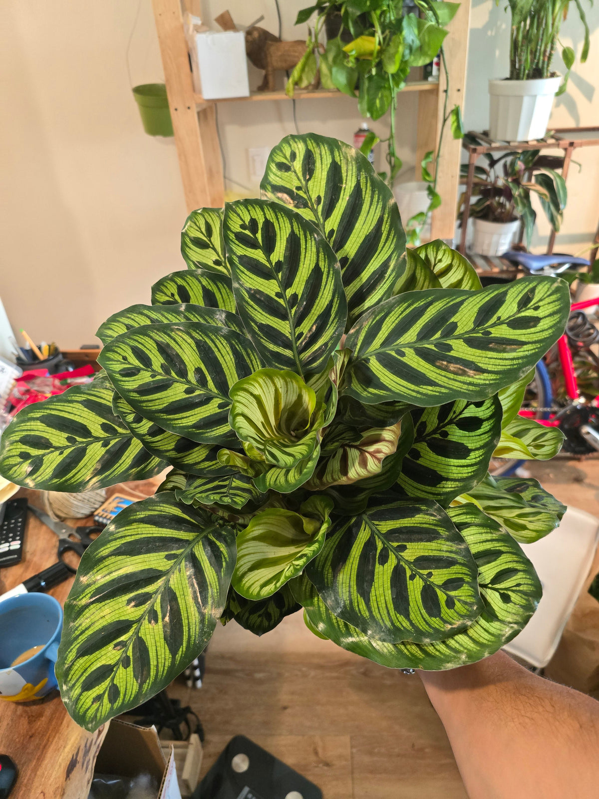 6 inch Pot- Very Full Calathea Makoyana 'Peacock Prayer Plant' - Indoor Plant- Get similar to the picture! - 🪴 Voelk Art & Plants Inc 🪴