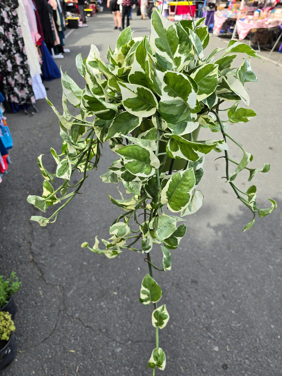 6 inch Pot XL Plant - Pearls and Jade Pothos - N' Joy pothos - Indoor plant air Purifier- Get similar as picture! - 🪴 Voelk Art & Plants Inc 🪴