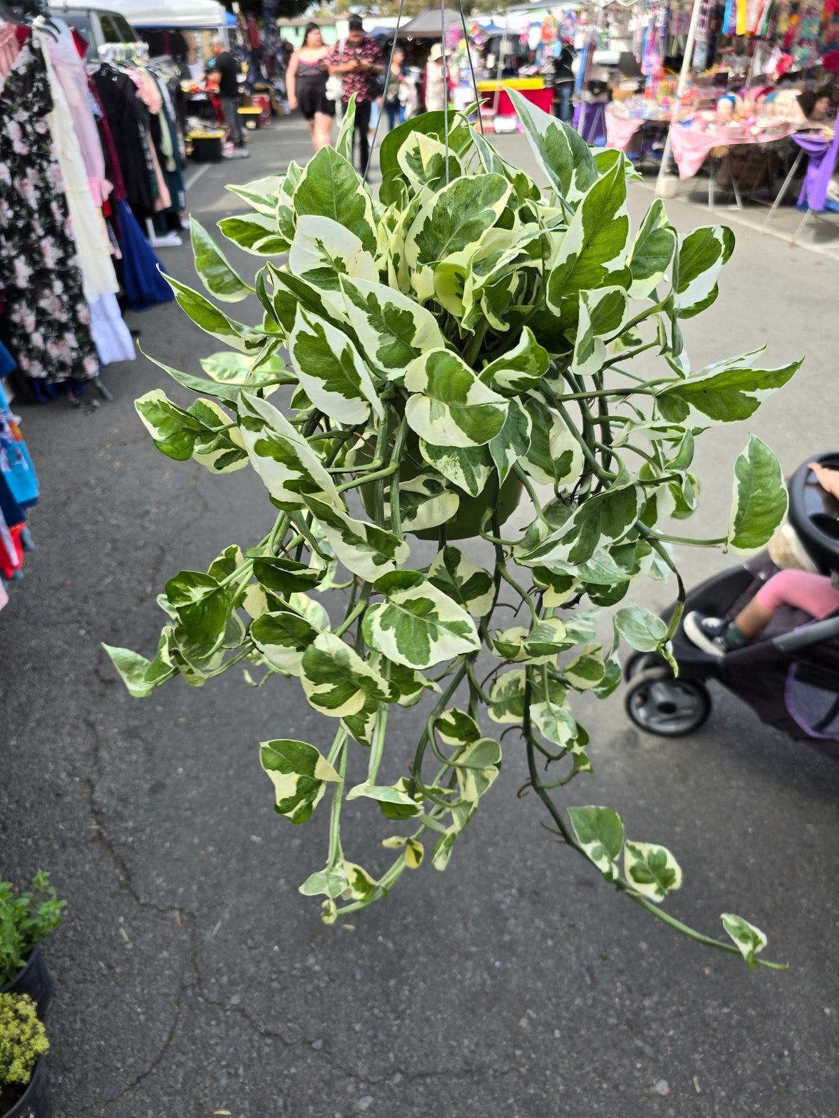 6 inch Pot XL Plant - Pearls and Jade Pothos - N' Joy pothos - Indoor plant air Purifier- Get similar as picture! - 🪴 Voelk Art & Plants Inc 🪴