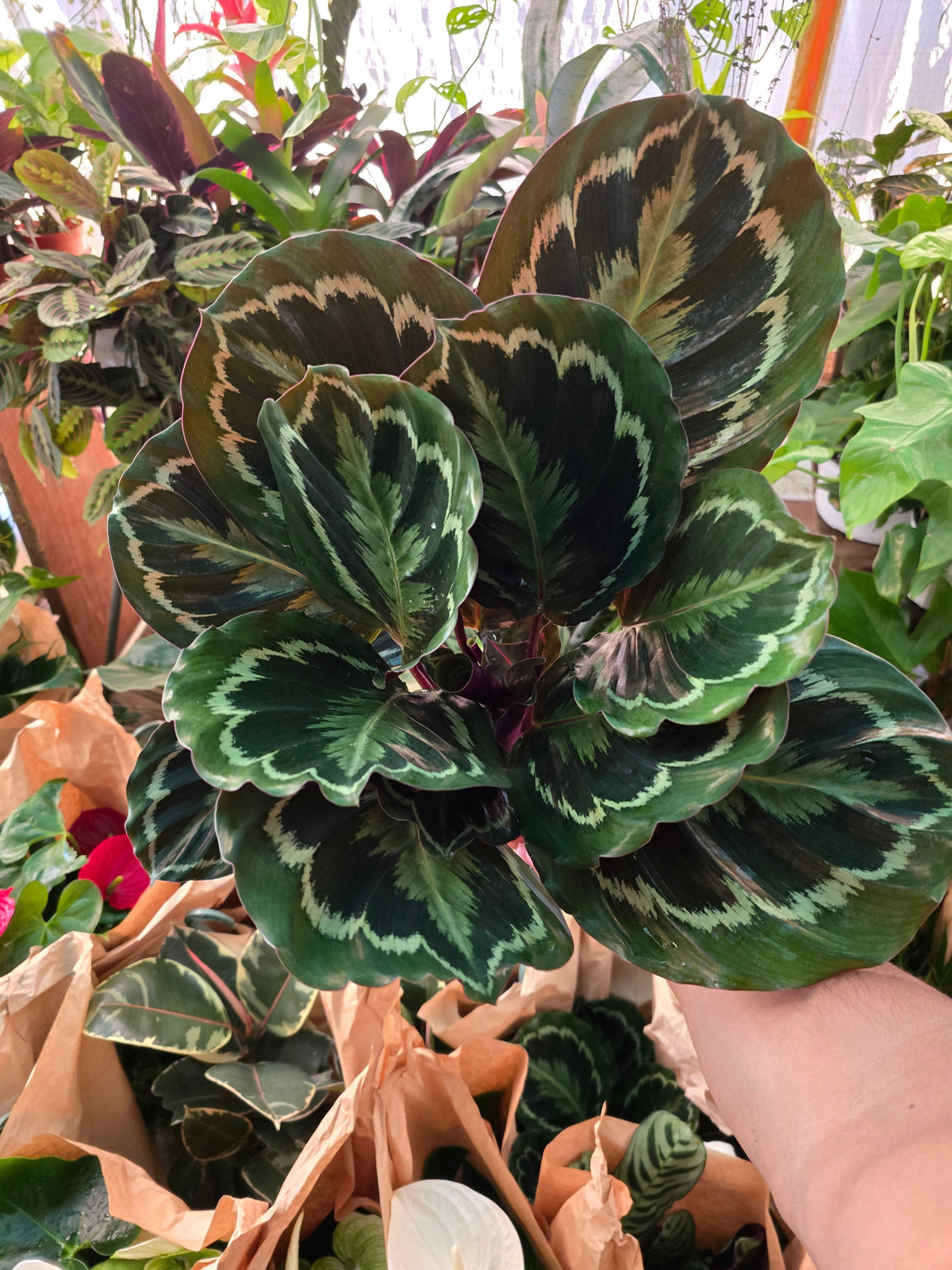 6in pot - Calathea Roseopicta indoor air purifier- Get similar to the picture - 🪴 Voelk Art & Plants Inc 🪴