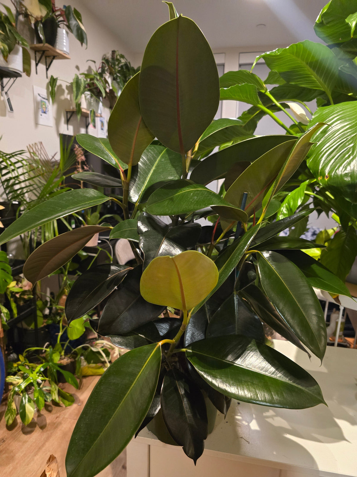 8" Pot - XL size Ficus elastica "Cabarnet" Variegated Rubber Tree - Get one similar to picture - 🪴 Voelk Art & Plants Inc 🪴