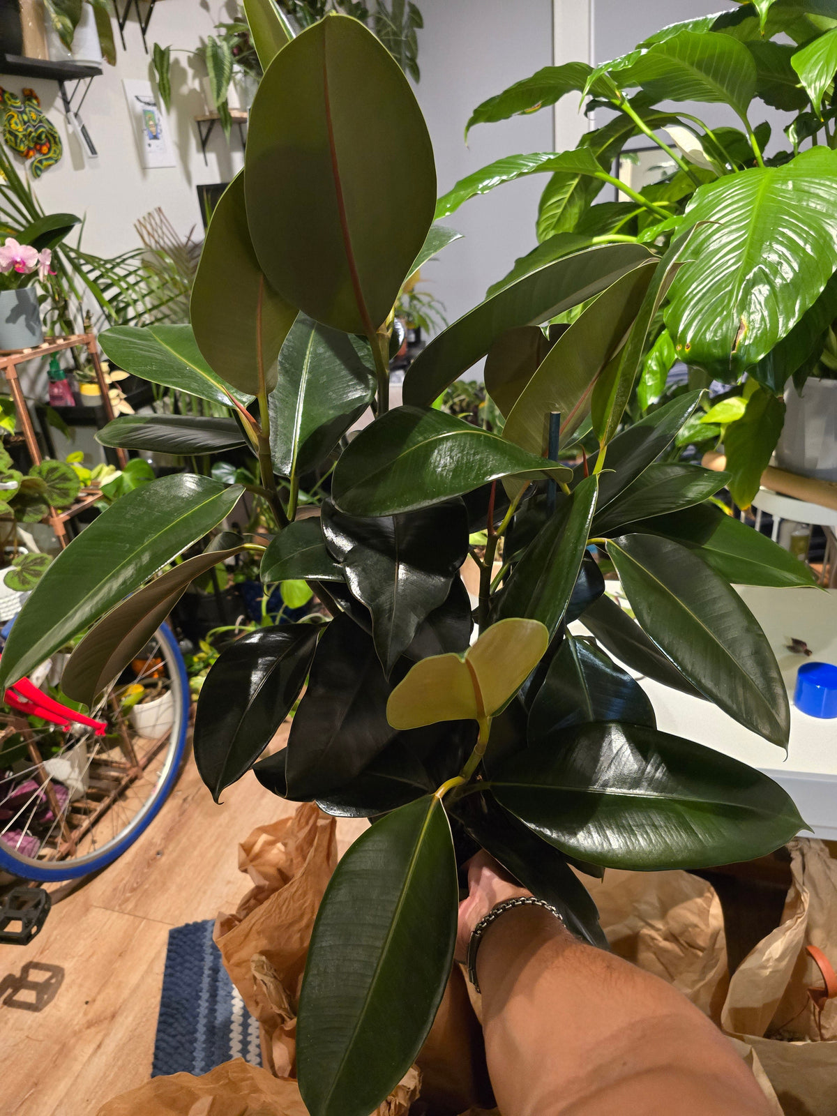 8" Pot - XL size Ficus elastica "Cabarnet" Variegated Rubber Tree - Get one similar to picture - 🪴 Voelk Art & Plants Inc 🪴