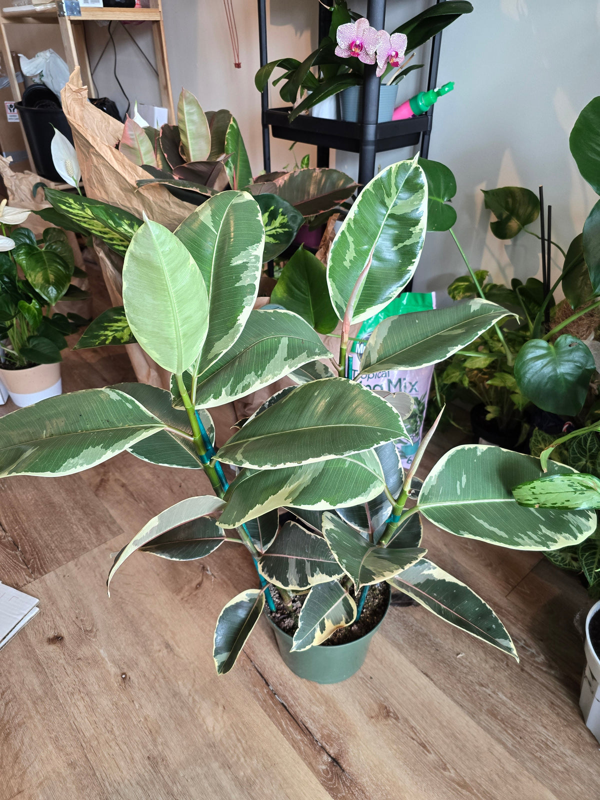 8" Pot - XL size Ficus elastica "Tineke" Variegated Rubber Tree - Get one similar to picture - 🪴 Voelk Art & Plants Inc 🪴