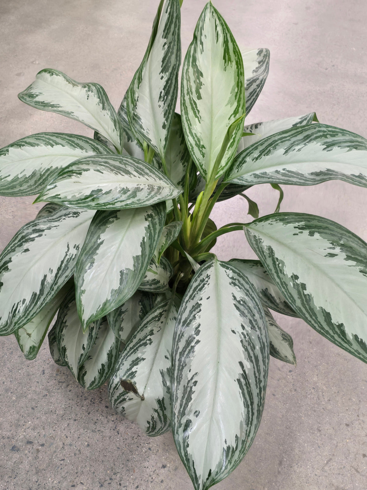 Aglaonema Silver Bay 2.5 ft tall in 10 inch Pot - Get similar - 🪴 Voelk Art & Plants Inc 🪴